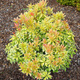 Pieris japoński Little Goldy (C2)