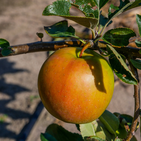 Jabłoń Ariwa Parchoodporna START PACK