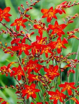 Krokosmia Cynobrówka 'Emberglow'