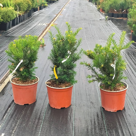 Cis pośredni Farmen