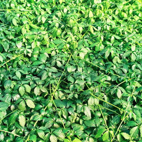 Jiaogulan Ziele długowieczności Pięciolistny Żeńszeń