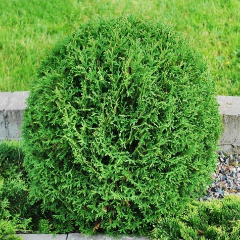 Żywotnik zachodni Tuja Thuja Tiny Tim (C2)