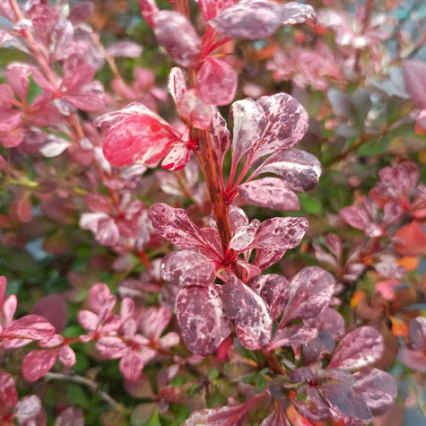 Berberys thunberga Atropurpurea Nana (C2)