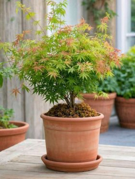 Klon palmowy Little Princess (C2)