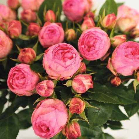 Róża rabatowa Lovely Rokoko różowa