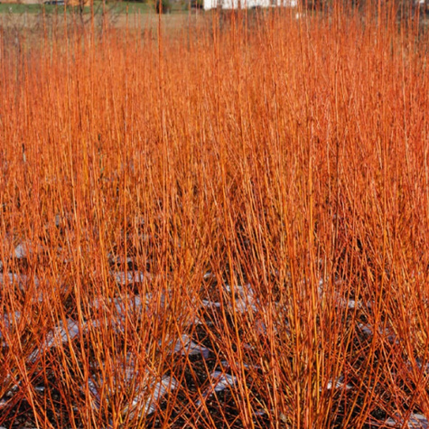 Wierzba Flame czerwone pędy (C2)