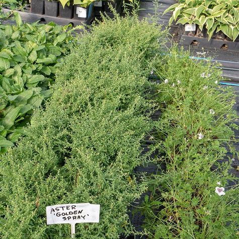 Aster wrzosolistny Golden Spray biały (C2)