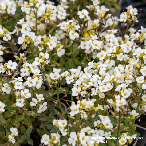Gęsiówka kaukaska biała (C2)