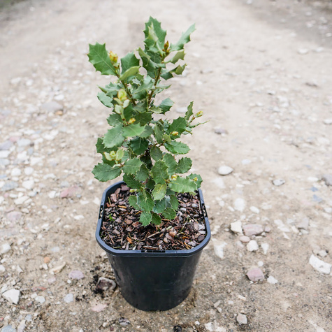 Dąb ostrolistny (C2)