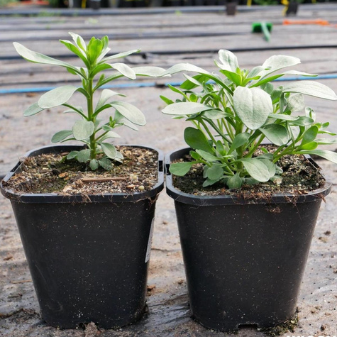 Ubiorek wiecznie zielony Masterpiece