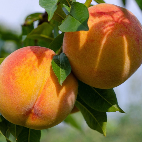 Brzoskwinia Harbinger Plant Pack