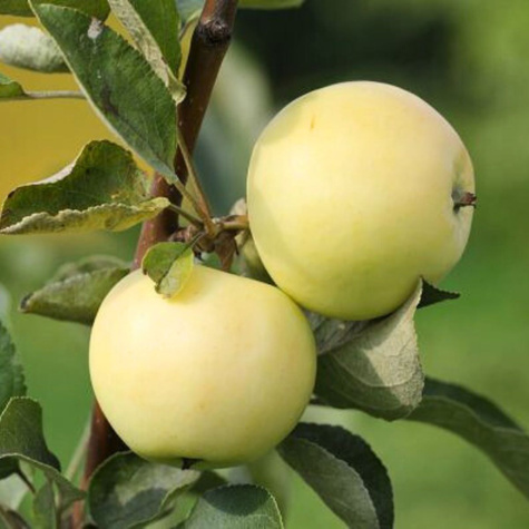 Jabłoń Oliwka Żółta (Papierówka) w doniczce (C2)