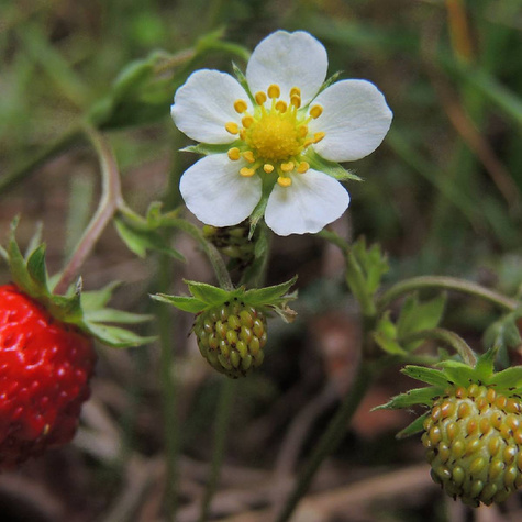 Poziomka pospolita Aleksandria Bradzo aromatyczna