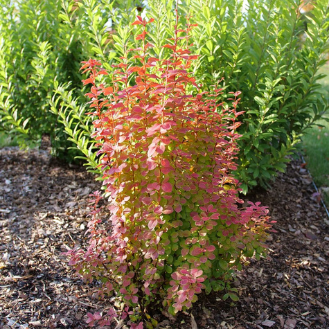 Berberys thunberga Orange Pilar (P9)