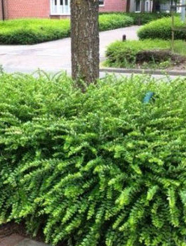 Suchodrzew lśniący mitolistny Elegant (C2)