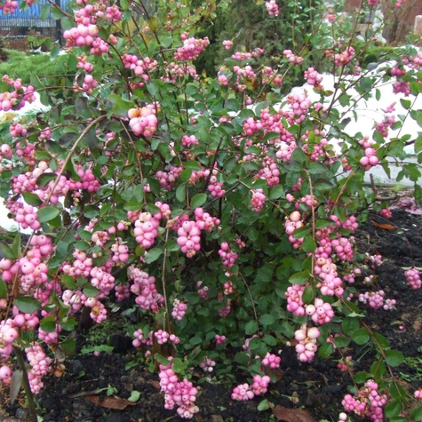 Śnieguliczka Doorenbosa Amethyst (C2)