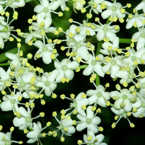 Bez czarny Sampo najplenniejsza odmiana bzu (C2)