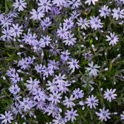 Płomyk szydlasty Blue Dark Center (C2)