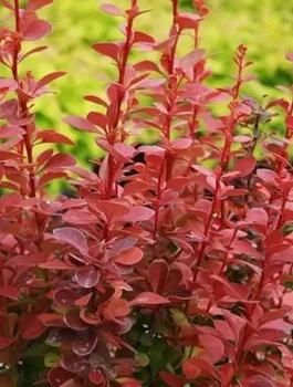 Berberys thunberga Red Rocket (P9)