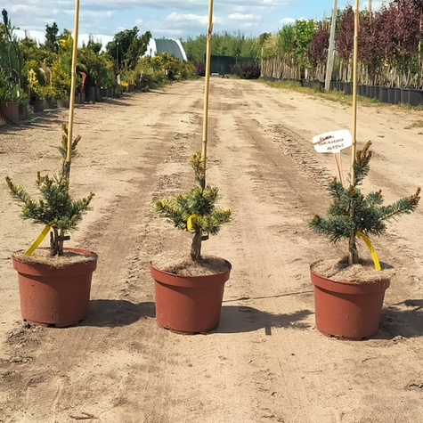 Sosna drobnokwiatowa Fukai Dwubarwna Rzadkość