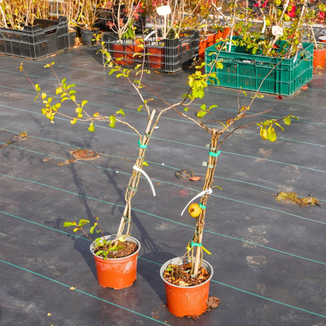 Pigwowiec japoński Cido w doniczce (C2)