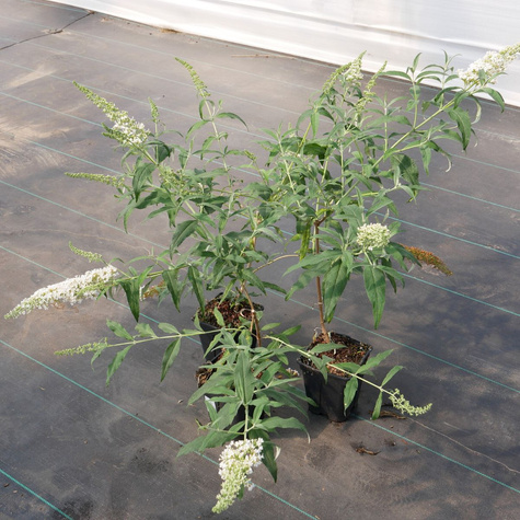 Budleja Dawida 'Nanho White' (C2)
