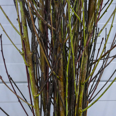 Brzoskwinia Katherina Plant Pack