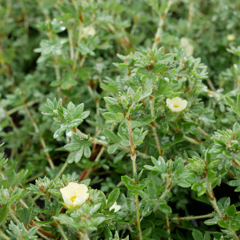 Pięciornik krzewiasty 'Primrose Beauty' (C1.7)