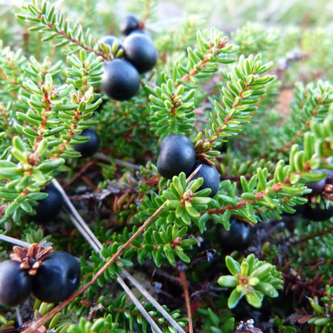 Bażyna Czarna roślina lecznicza (C2)
