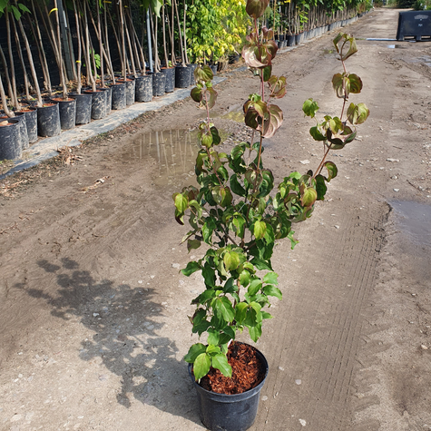 Dereń kousa - POWIEW ORIENTU (C2)