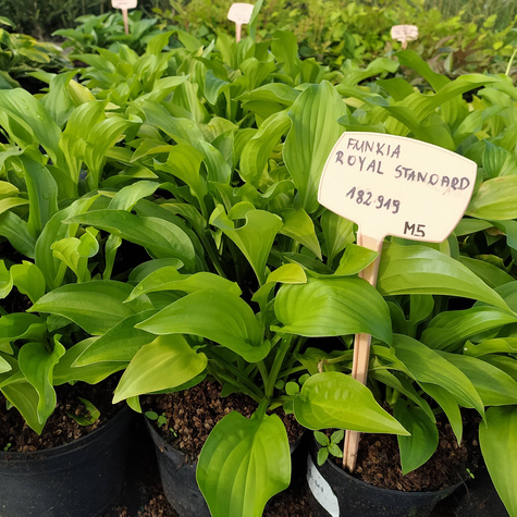Funkia Hosta Royal Standard (C2)