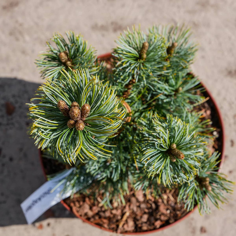 Sosna drobnokwiatowa Shizukagoten