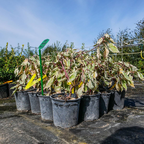 Dereń pagodowy Variegata (C2)