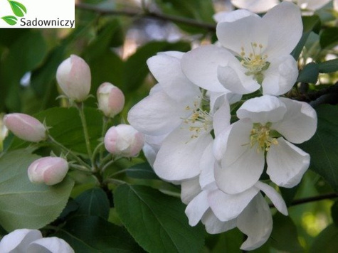 Jabłoń Reneta Landsberska w doniczce