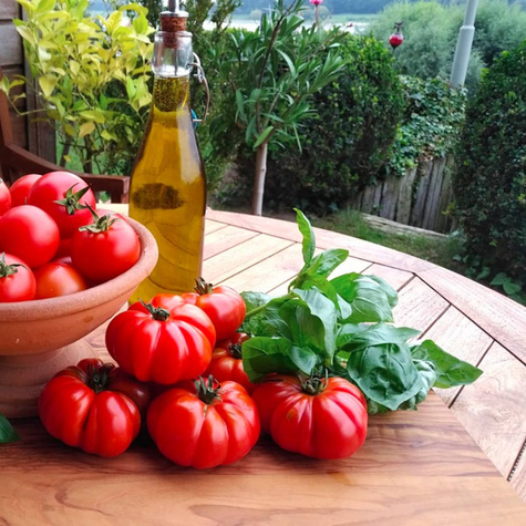 Pomidor gruntowy Costoluto fiorentino