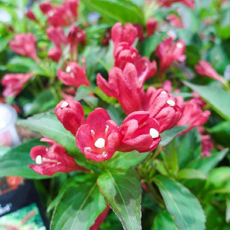 Krzewuszka All Summer Red (C2)