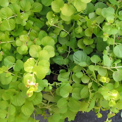 Tojeść rozesłana (C2)