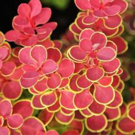 Berberys thunberga Orange Fire (C2)