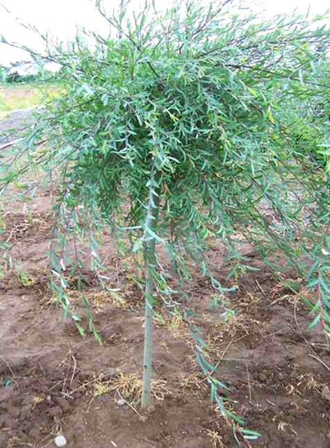 Wierzba purpurowa Pendula szczepiona na pniu