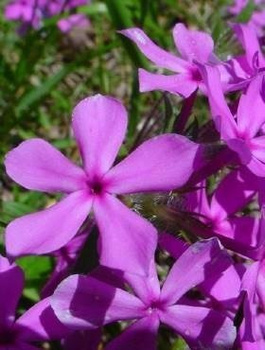 Lobelia przylądkowa Stroiczka fioletowa 0,2 g Plantico