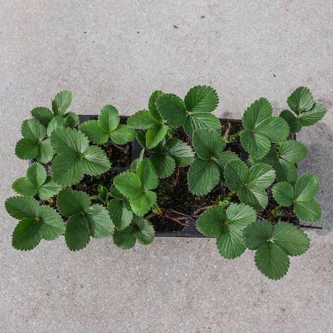 Truskawka El Gigant multiplat 10szt