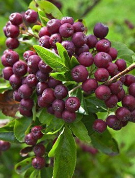 Jarzębina Jadalna Jarząb Jadalny Burka