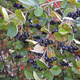 Aronia Czarna Czarnoowocowa Viking (C2)