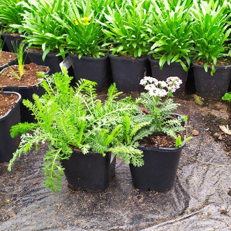 Krwawnik ogrodowy Milly Rock Rose