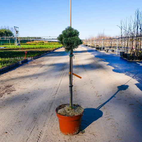 Sosna drobnokwiatowa ‘Kin-Po’ Pa 50