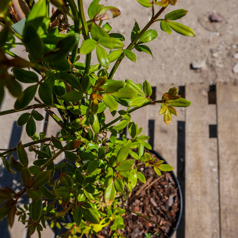 Jaśminowiec nagokwiatowy Najwcześniejszy Bardzo pachnący (C2)