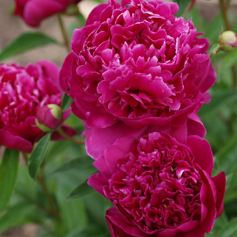 Piwonia chińska Kansas (C2)