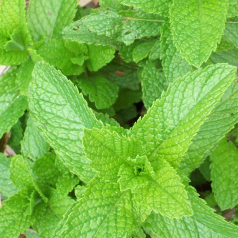 Mięta pieprzowa Lemon Fresh (C2)