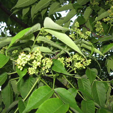 Korkowiec amurski Ozdobny i bardzo odporny Miododajny (C2)