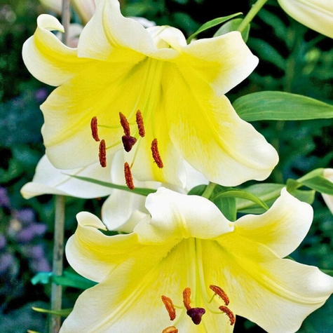 Lilia orientalna Conca D'or żółta